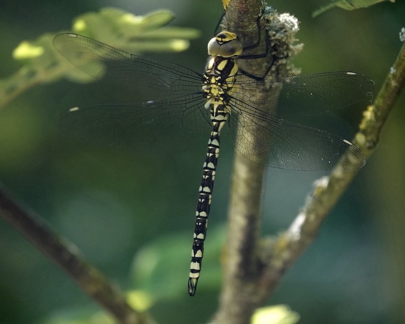 southern hawker